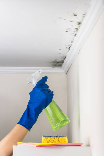 Best Black Mold Removal  in USA